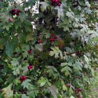 Cuisine sauvage d’automne